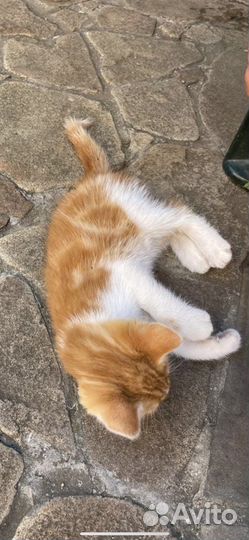 Котенок в добрые руки