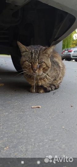 Спасите Васю