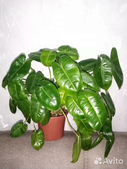 Филодендрон Бурле Макс