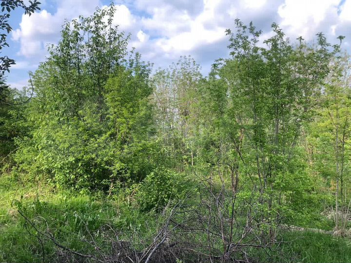 Участок 12 сот. (СНТ, ДНП)