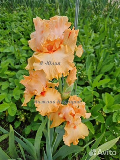 Ирисы французской селекции Cayeux (часть 1)