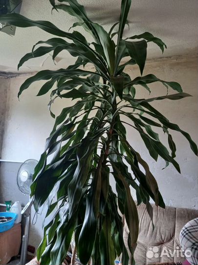 Пальма Юкка