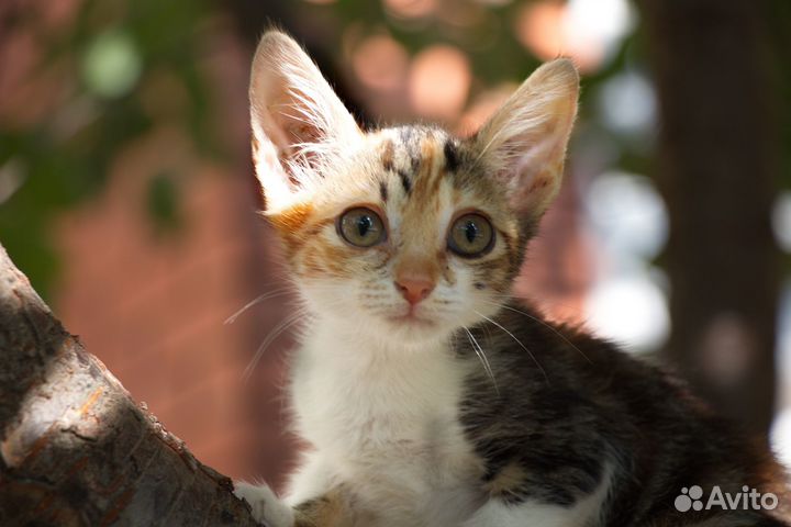 Алиска и Юрик ищут дом