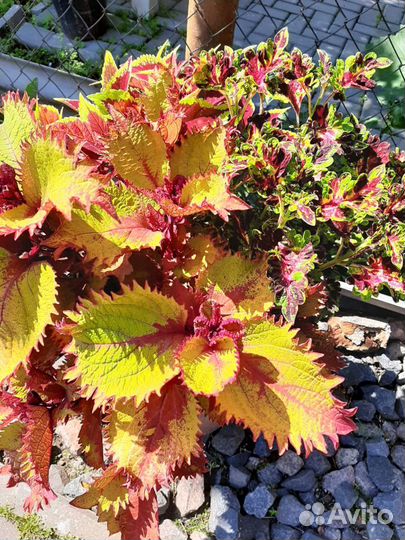 Колеус вегетативный