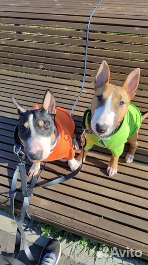 Передержка собак