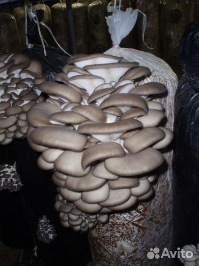 Рассада крупноплодной вёшенки (мицелий)