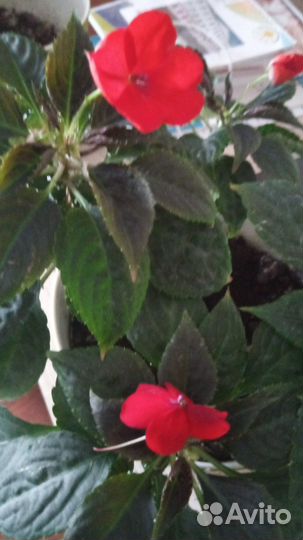 Продаю алое, бальзамин, бегония ампельная