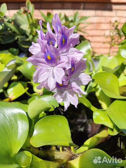 Эйхорния водный гиацинт, пистия, нимфеи (кувшинки)