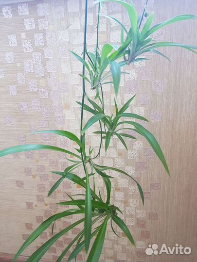 Гибискус, клеродендрум Томпсона, диффенбахия, трад