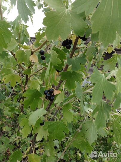 Черная смородина