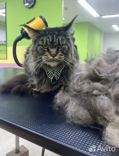 Стрижка собак.Груминг. Стрижка животных