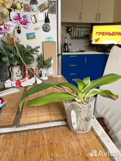 Орхидея фаленопсис биг лип