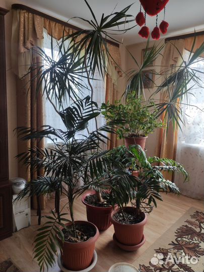 Комнатные растения