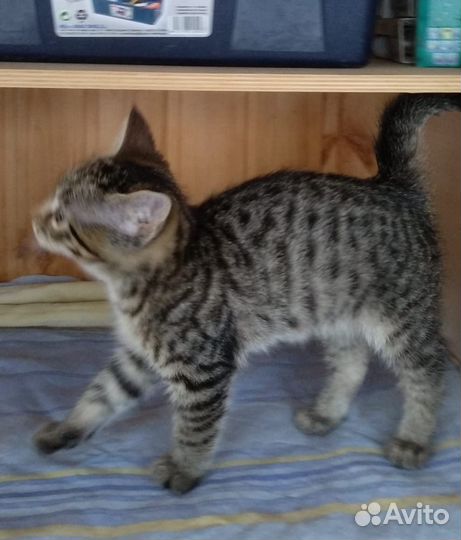 Котята в добрые руки бесплатно