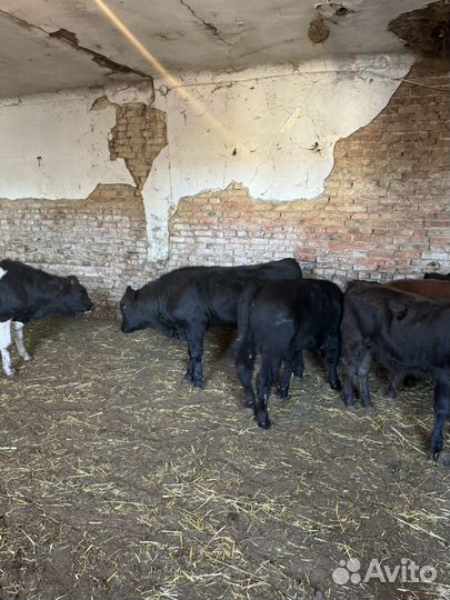 Бычки ангусы