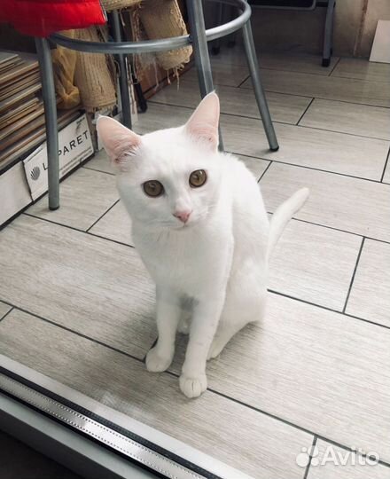 Белый котик