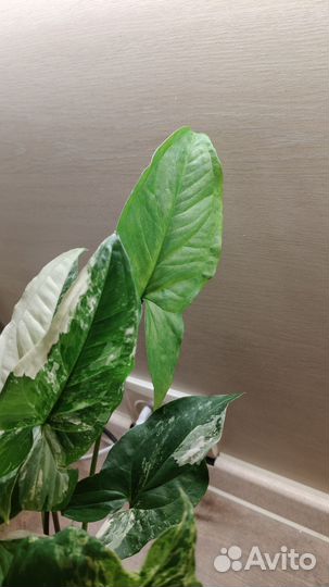 Сингониум imperial вайт + мохито