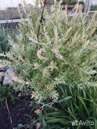 Ива хакуро-нишики