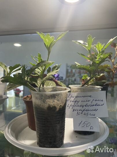 Хризантема для дома и сада