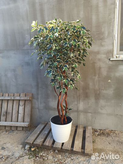 Искусственные деревья. Фикус Бенжамин пёстрый