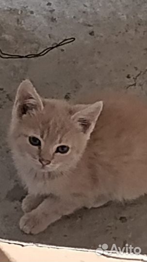 Котята мальчики