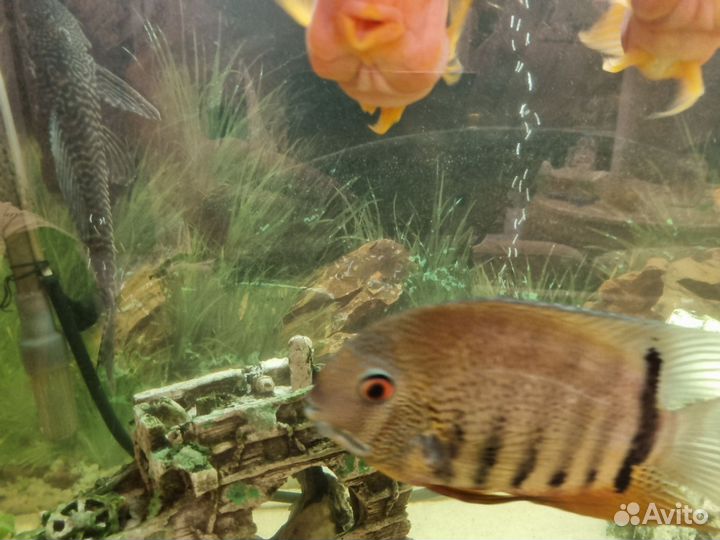 Аквариум с рыбками