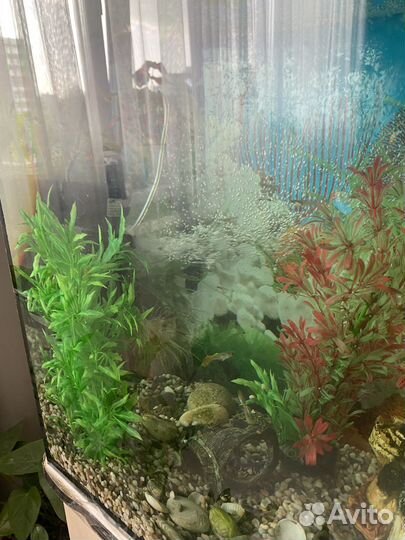 Аквариум с рыбками
