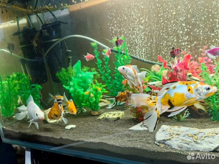 Аквариум