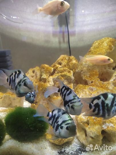 Сапфировый попугай