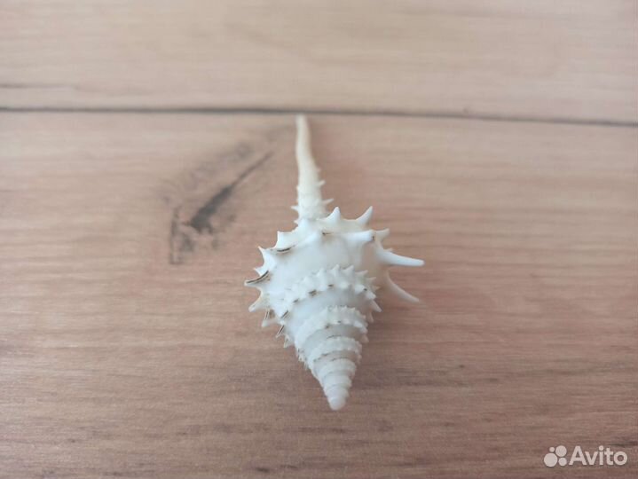 Морская раковина