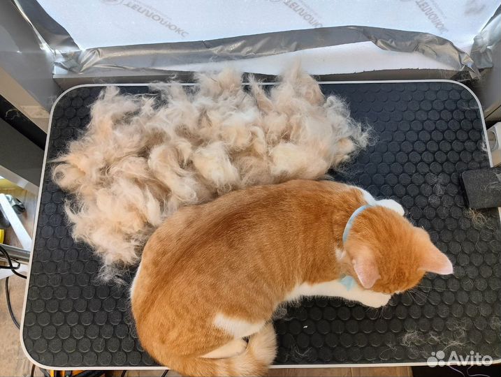 Стрижка кошек, полный уход Звездная, Пулково