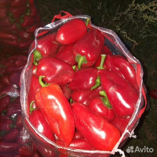 Перец болгарский