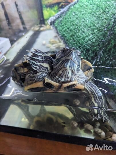 Красноухая черепаха