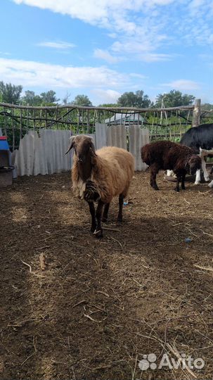 Баран на племя