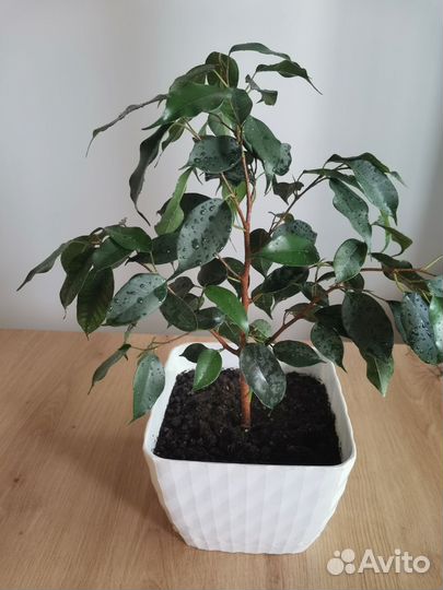 Фикус Бенджамина