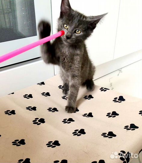 Котенок в добрые руки