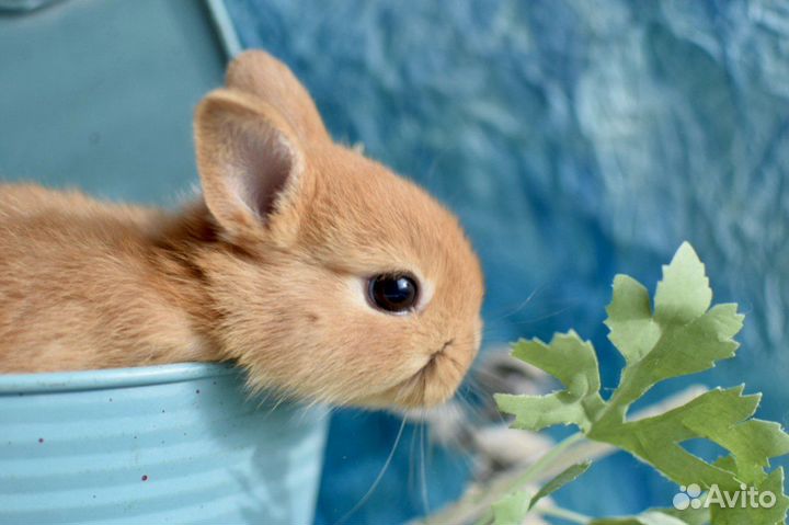 Карликовые, декоративные кролики разных пород