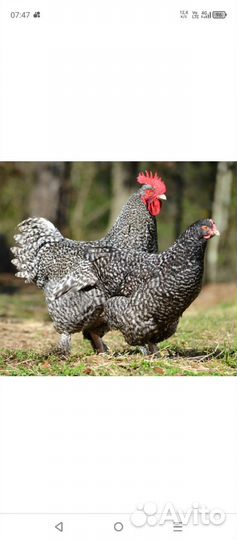 Куры доминант