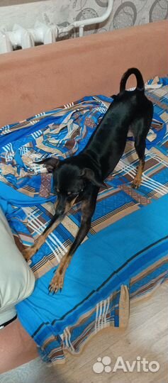 Той терьер вязка