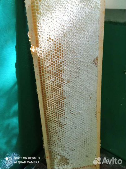 Мед рапсовый 2023