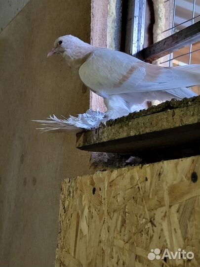 Голуби породы узбекский и такла турецкие