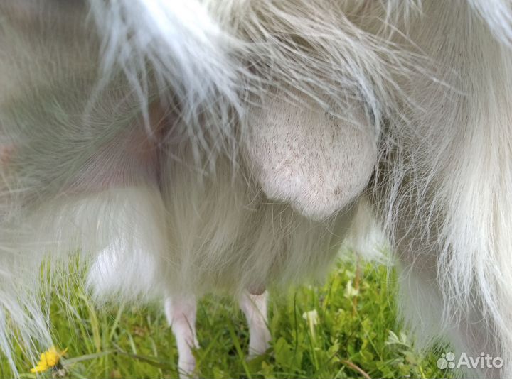 Чистокровный зааненский козлик 3 мес, козье молоко