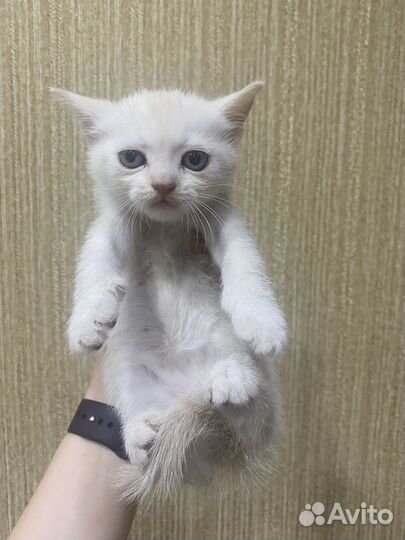 Котики в добрые ручки