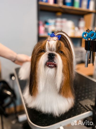 Модели для груминга шпиц, йорк