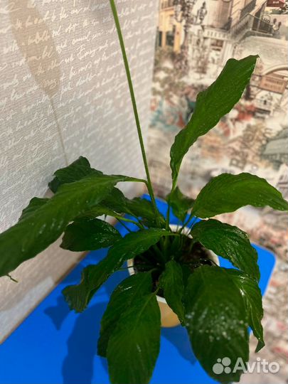 Спатифиллум цветущий