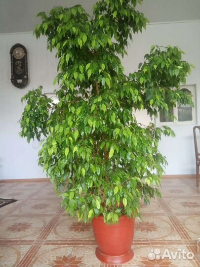 Фикус бенджамина