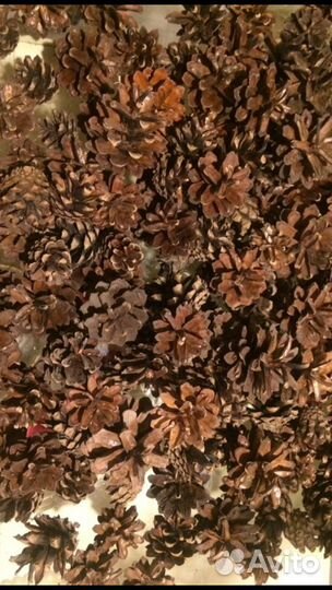 Сосновые шишки