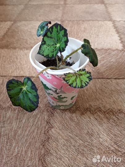 Комнатные и офисные цветы