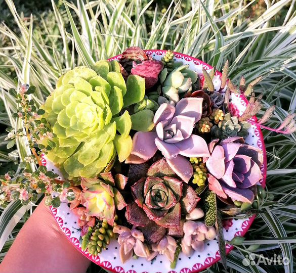 Суккуленты