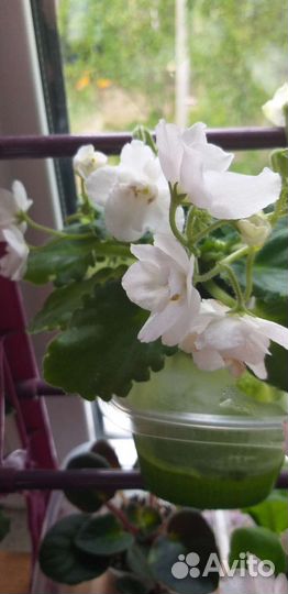 Мини фиалки